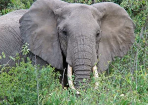 Manyara Safari Elephant