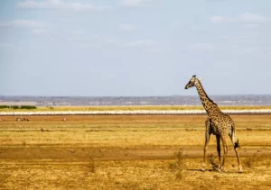 Manyara Safari Giraffe