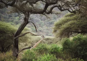 Manyara Safari Giraffe in Tree