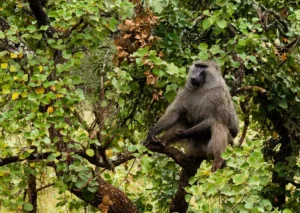Ngorogoro Safari Ape in Tree