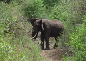 Ngorogoro Safari Elephant