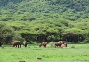 Ngorogoro Safari Elephants