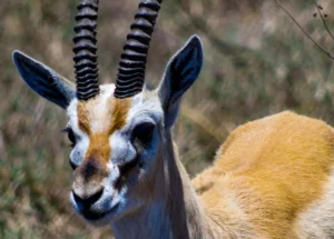 Ngorogoro Safari Gazelle
