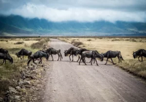 Ngorogoro Safari Wildebeest Herd