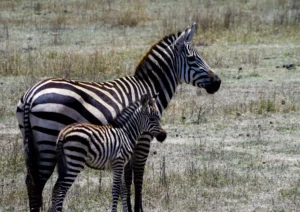 Ngorogoro Safari Zebra Herd