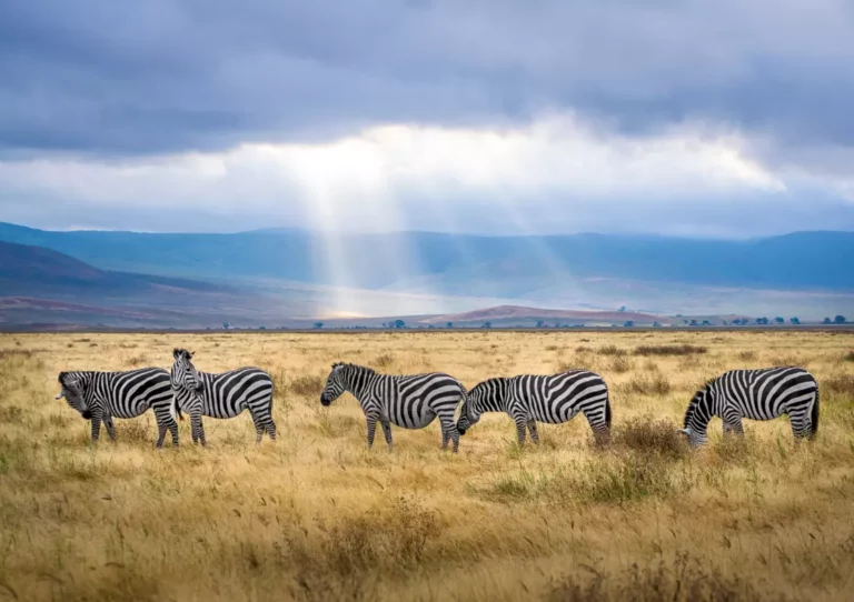 Ngorogoro Safari Zebras