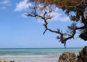 Zanzibar Pemba Island