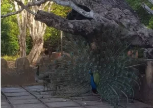 Prison Island Peacock