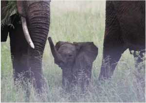 Tarangire Safari Baby Elephant