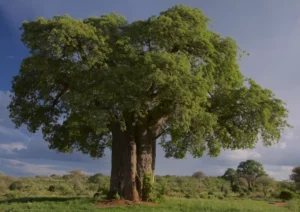 Tarangire Safari Boabab Tree