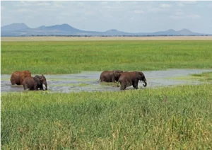 Tarangire Safari Elephant Herd