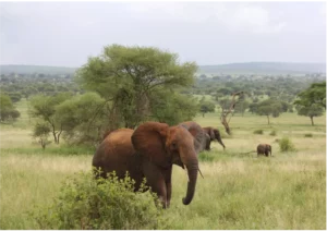 Tarangire Safari Elephants