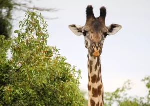 Tarangire Safari Giraffe