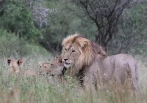 Tarangire Safari Lions