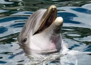 Zanzibar Dolphins Tour