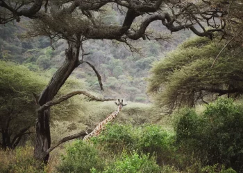 Manyara Safari Giraffe in Tree