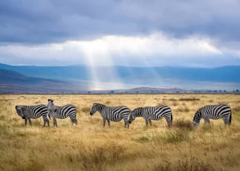 Ngorogoro Safari Zebras
